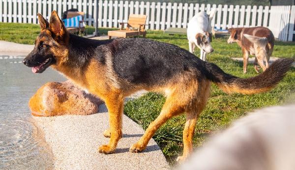 Noemi, pastore tedesco disabile; adozione del cuore Foto 4